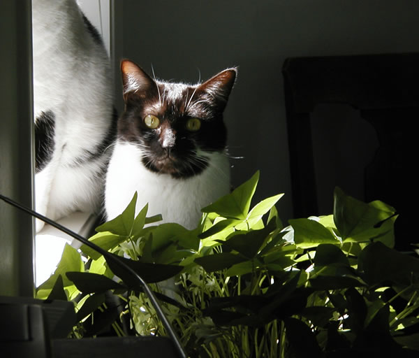 photo of Mocha, june 02