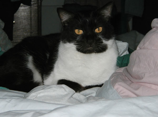 photo of Mocha on bed