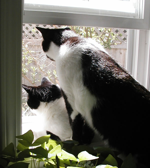 photo of Sophie and Mocha june 1 02