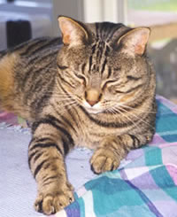 photo of tabby cat, William