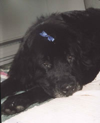 photo of Emma, newfoundland dog