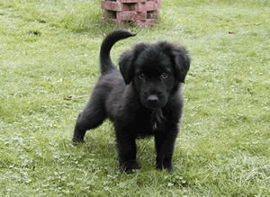 Sidney, the new arrival, small black puppy
