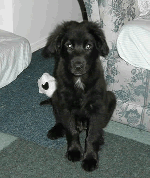 growing Sidney