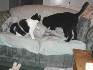 photo of puppy, Sidney, playing with Soph
